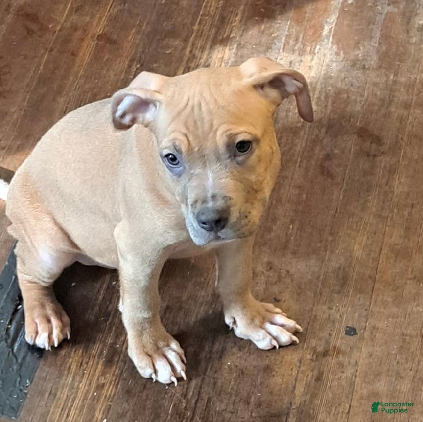 American Bully dogs American Bully Puppy 1 - Ad 38