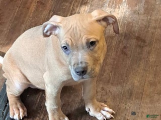 American Bully dogs American Bully Puppy 1 - Ad 22