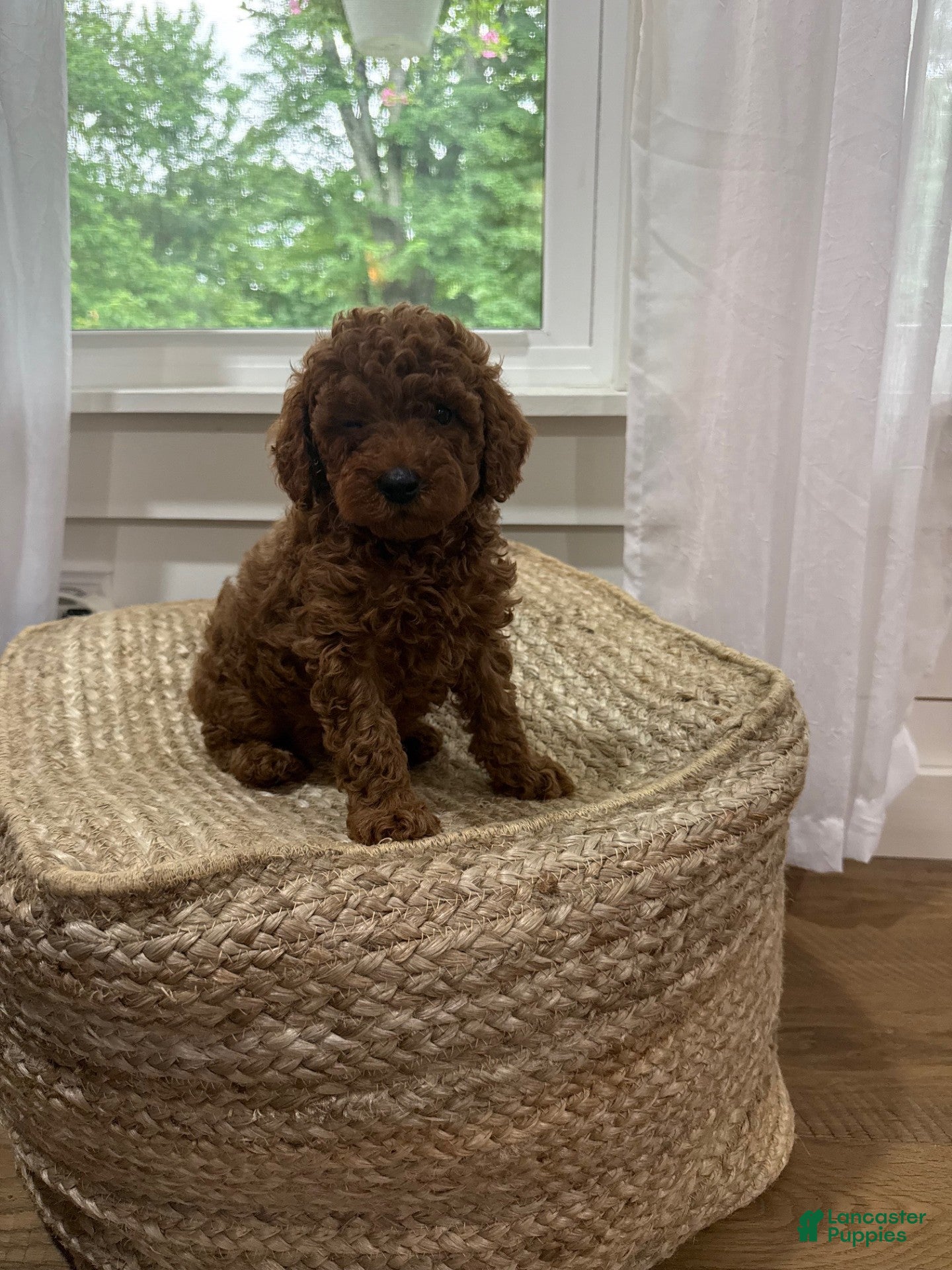 Mixed Breed dogs Snickers - Ad 27