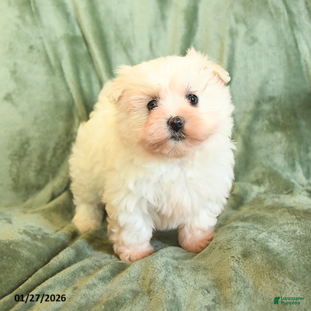 Maltipoo dogs for sale: Curly - Ad 3