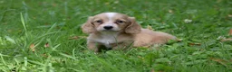 Miniature Dachshund dogs for sale: Byron - Ad 13