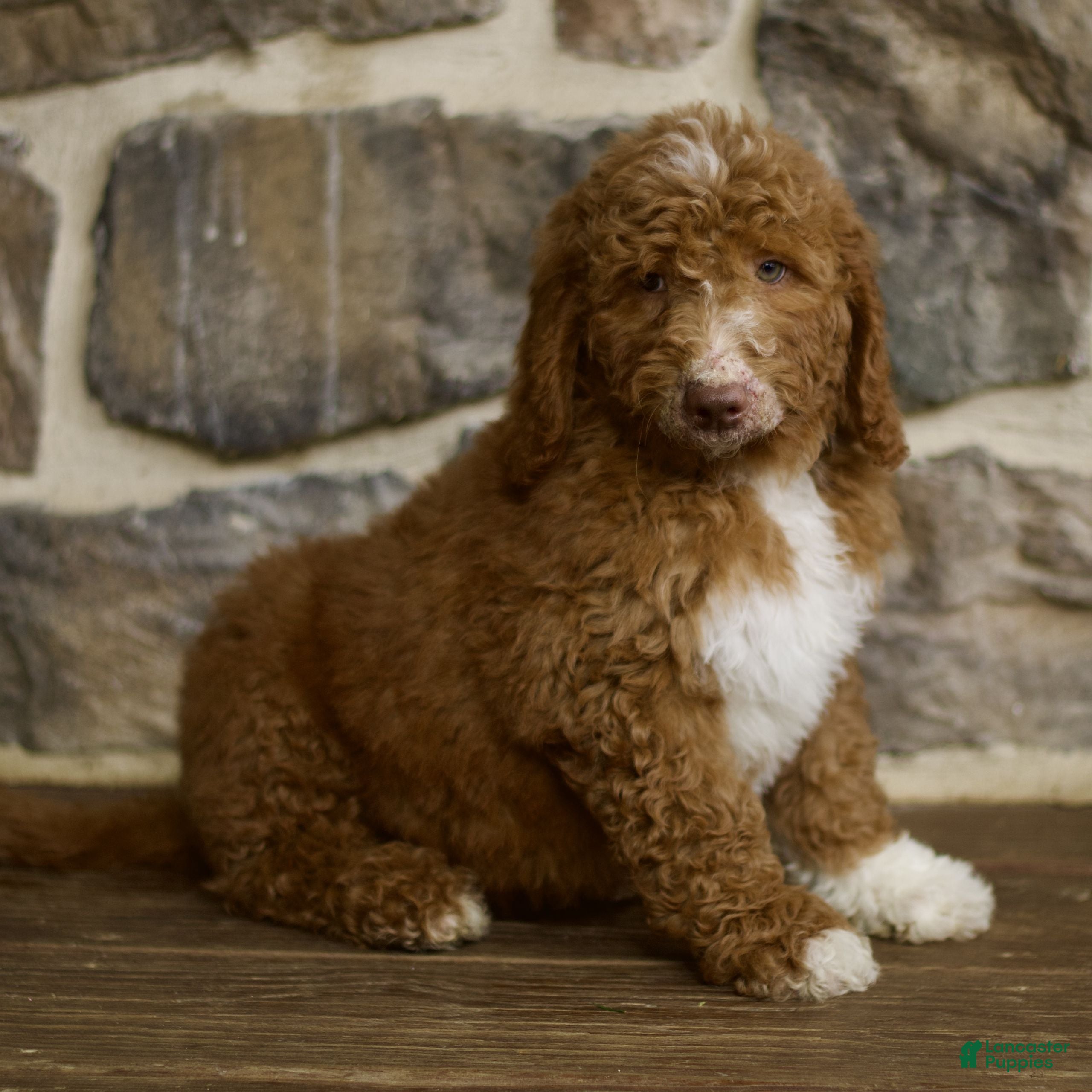 Goldendoodle dogs Jansen - Ad 2