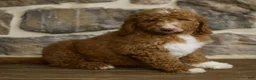 Goldendoodle dogs for sale: Jansen - Ad 2