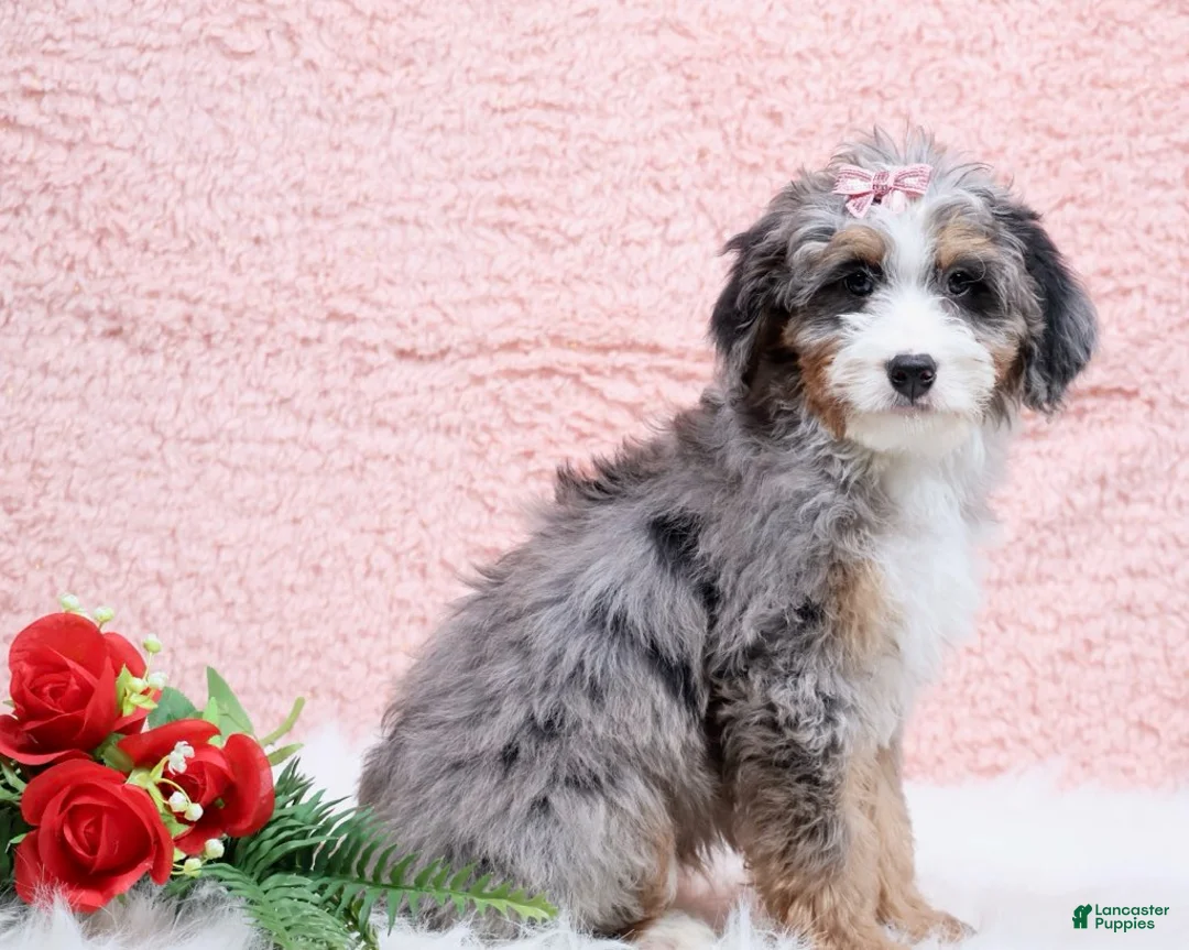 Mini Bernedoodle dogs for sale: Bandit - Ad 3