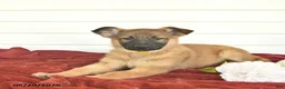 German Shepherd dogs for sale: Callie  - Ad 6