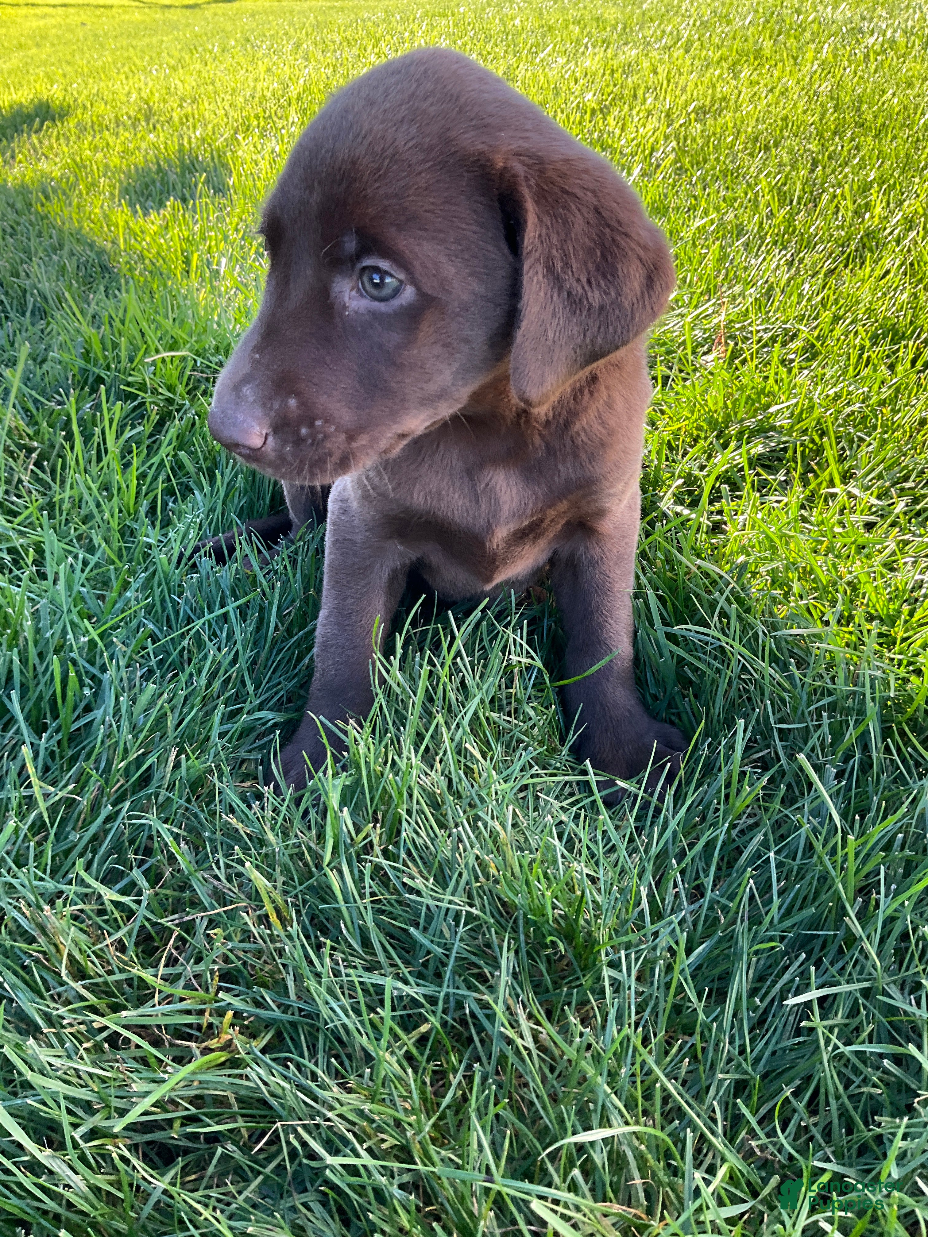 Labrador Retriever dogs Libby - Ad 2