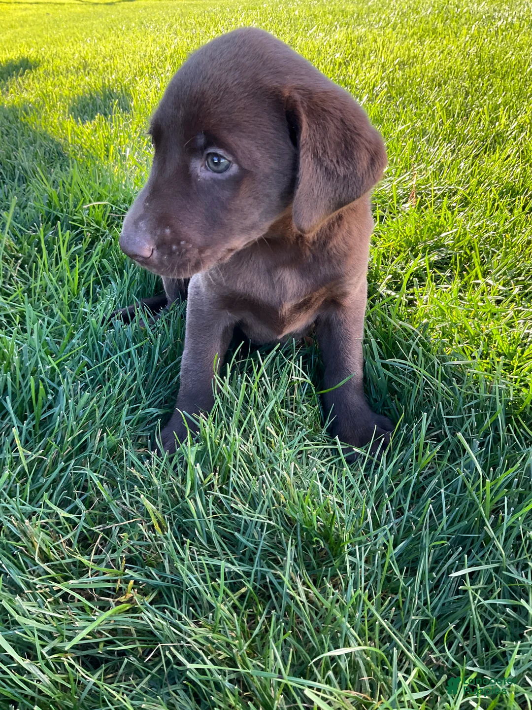 Labrador Retriever dogs for sale: Libby - Ad 2