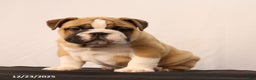 English Bulldog dogs for sale: Sebastian - Ad 6