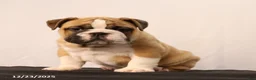English Bulldog dogs for sale: Sebastian - Ad 6