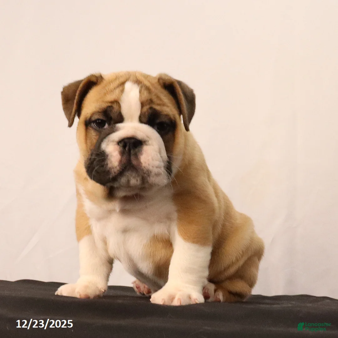 English Bulldog dogs for sale: Sebastian - Ad 6