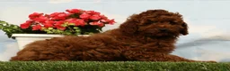 Miniature Poodle dogs for sale: Luka - Ad 5