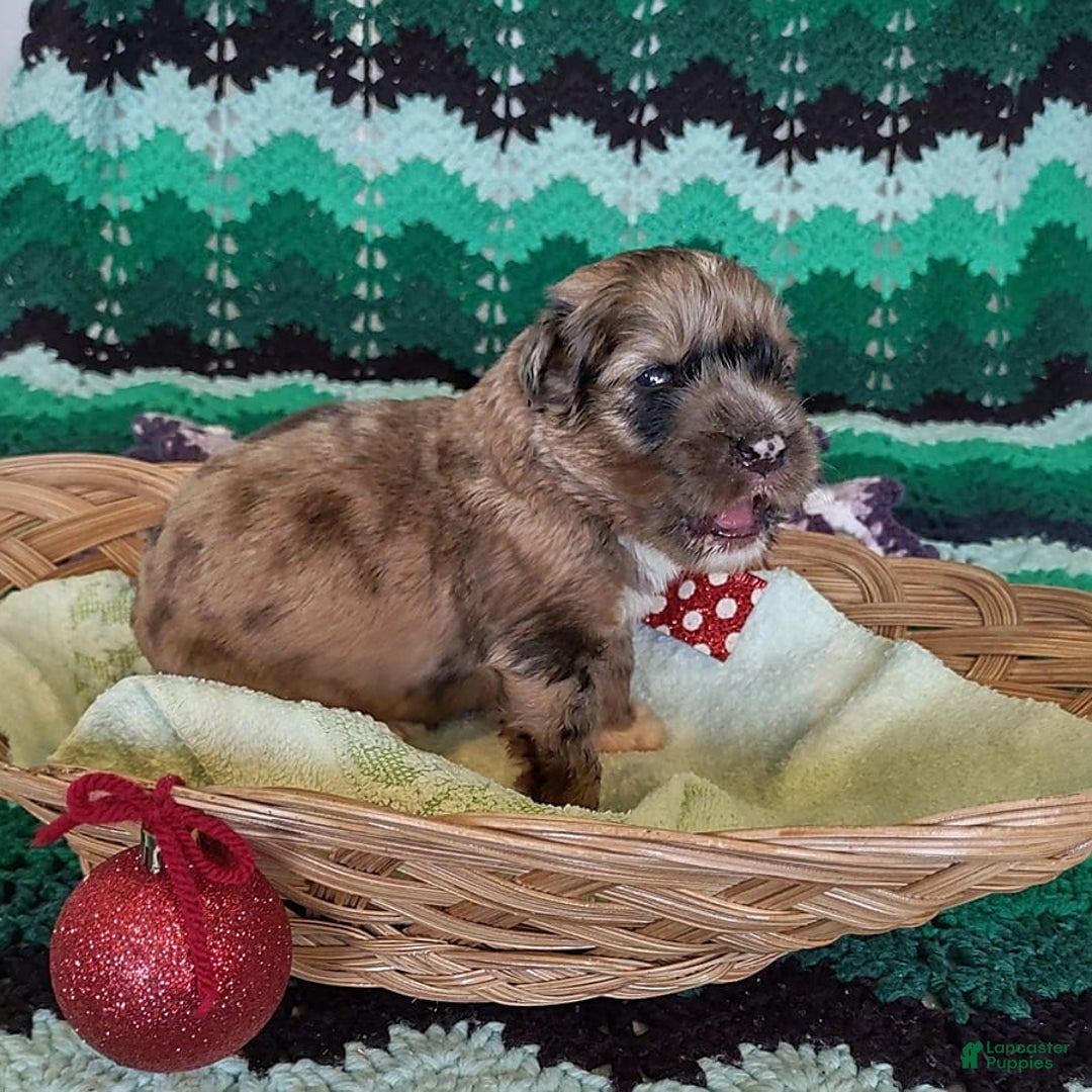 Gallery Image {{count}}