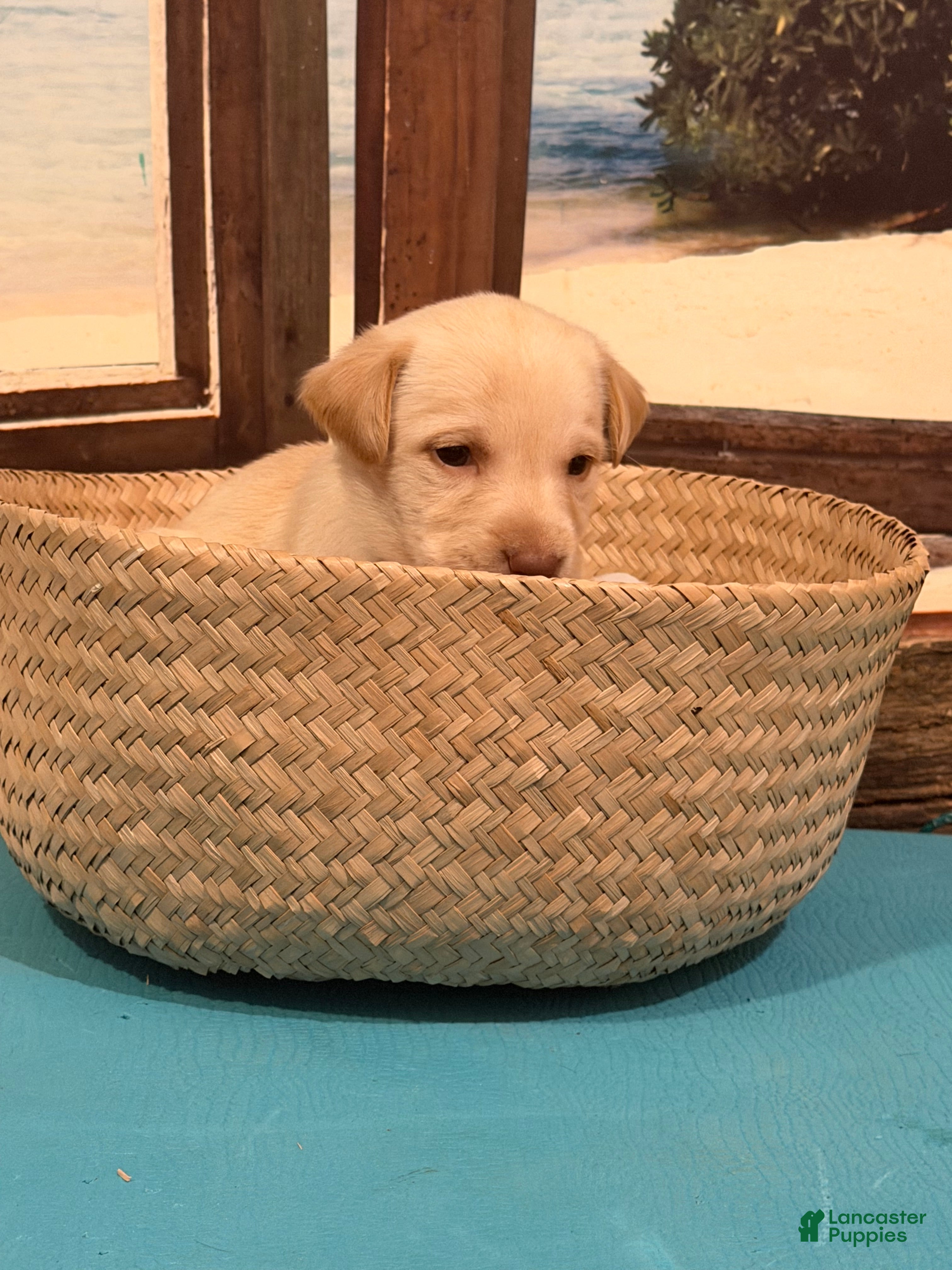 Labrador Retriever dogs Labrador Retriever PANAMA - Ad 34