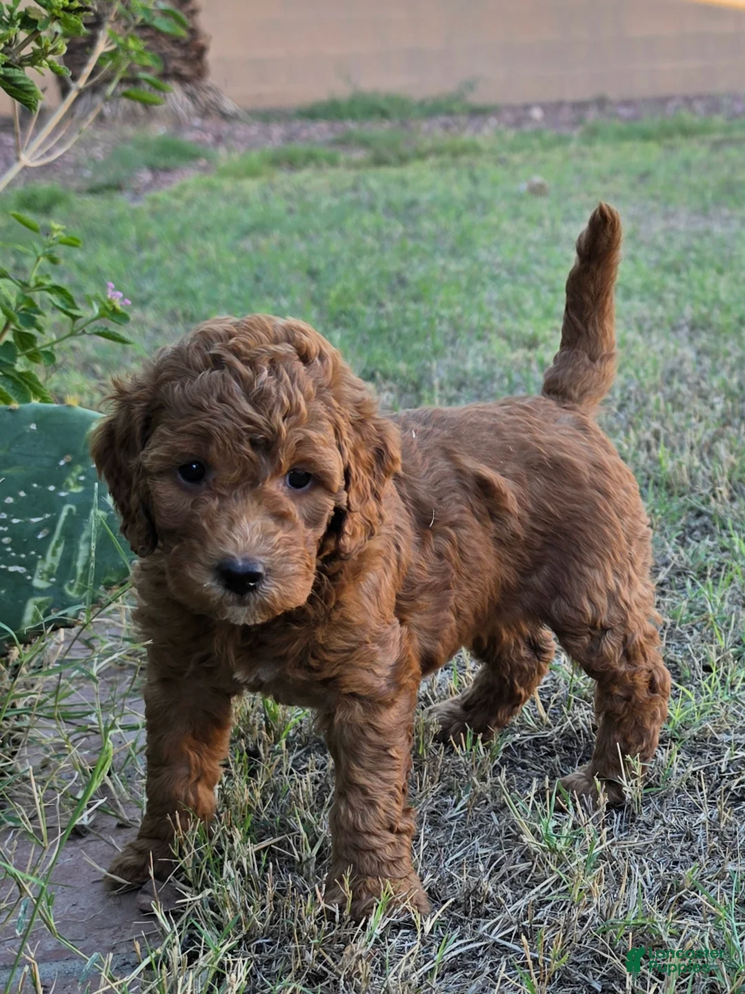 Mini Goldendoodle dogs for sale: Mikey ( 30 - 35 pounds full grown) - Ad 2
