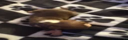 Boston Terrier dogs for sale: Phillip - Ad 2