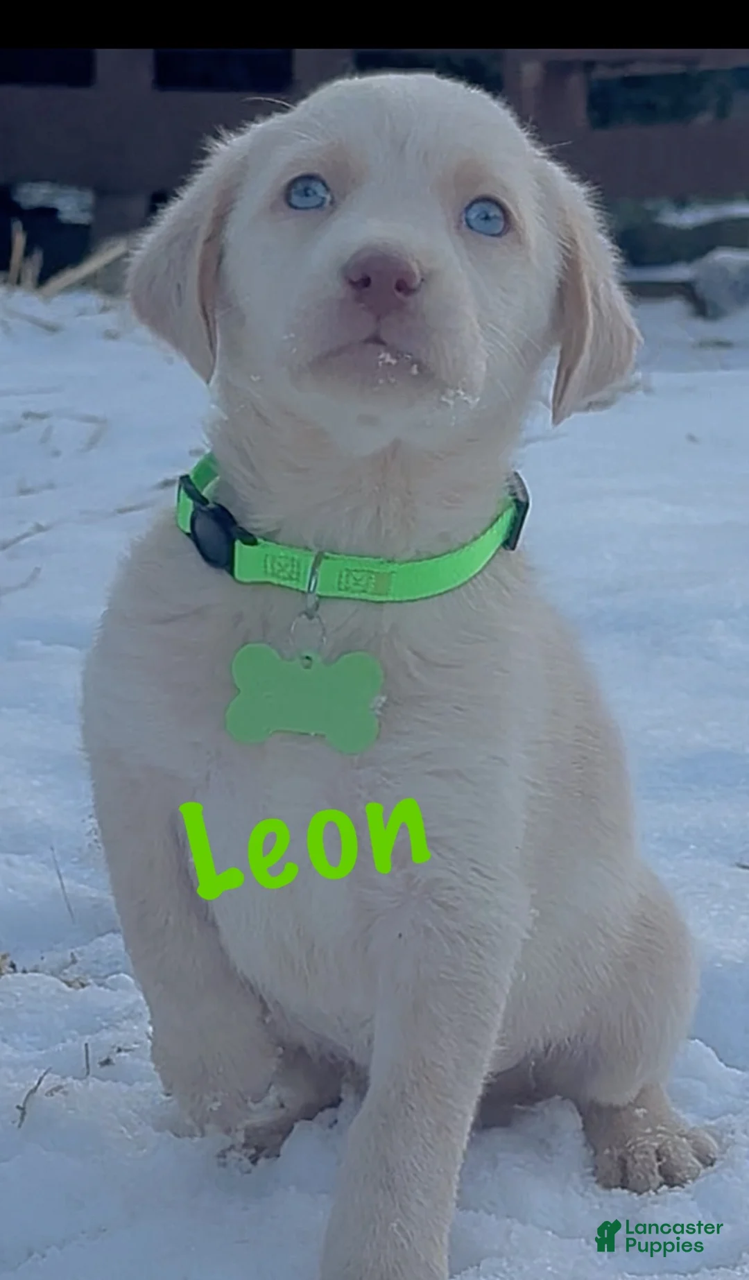 Labrador Retriever dogs for sale: Labrador Retriever Puppy 1 - Ad 16