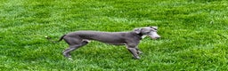 Italian Greyhound dogs for sale: Manny - Ad 6