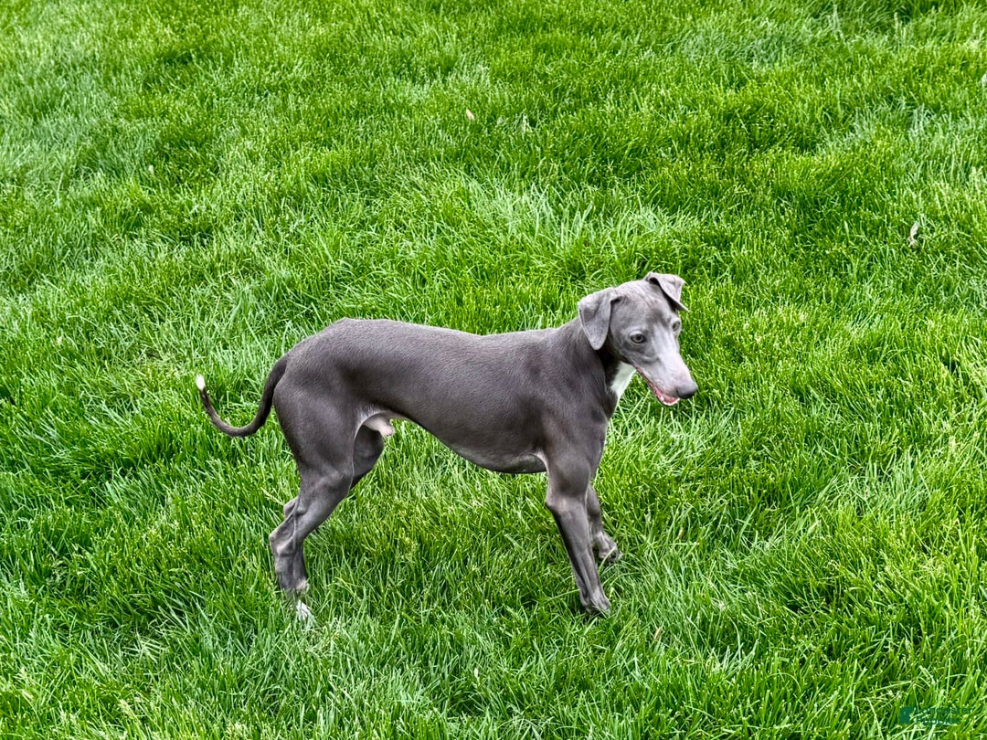 Italian Greyhound dogs for sale: Manny - Ad 6