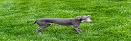 Italian Greyhound dogs for sale: Manny - Ad 6