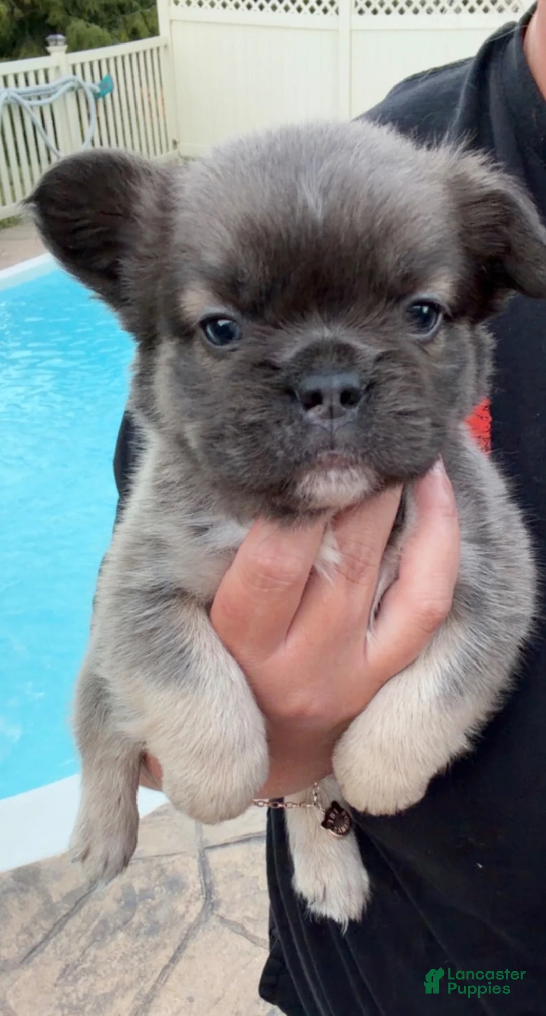 French Bulldog dogs for sale: Gizmo  - Ad 1