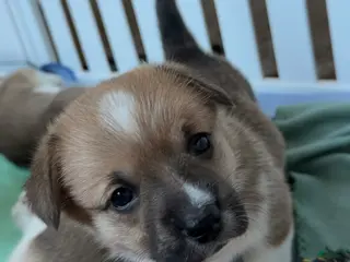 Welsh Corgi Pembroke dogs Corgi, hot pink - Ad 5