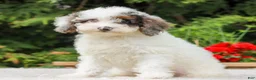 Miniature Poodle dogs for sale: Carson  - Ad 3