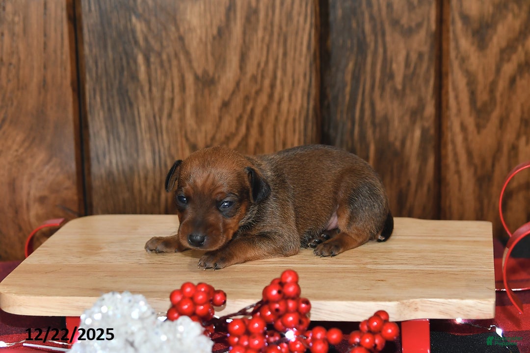 Miniature Pinscher dogs for sale: Ace - Ad 1