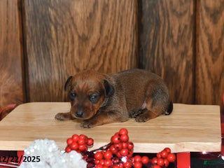 Miniature Pinscher dogs Ace - Ad 3