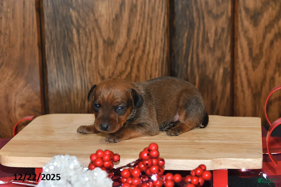 Miniature Pinscher dogs for sale: Ace - Ad 7