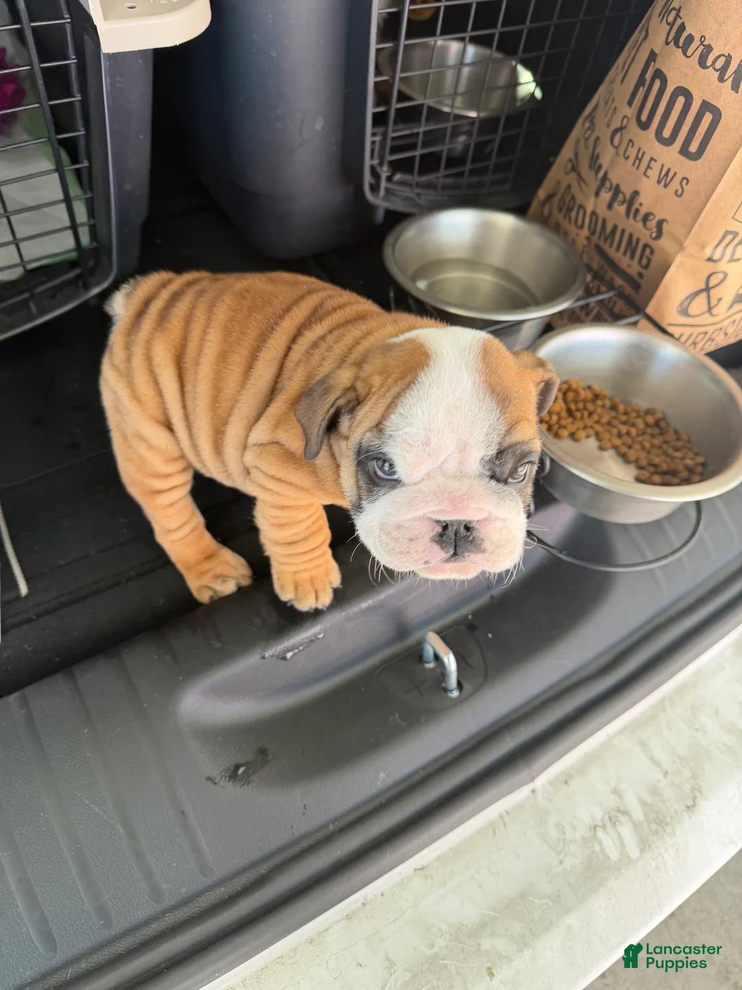 English Bulldog dogs for sale: English Bulldog Puppy 1 - Ad 3