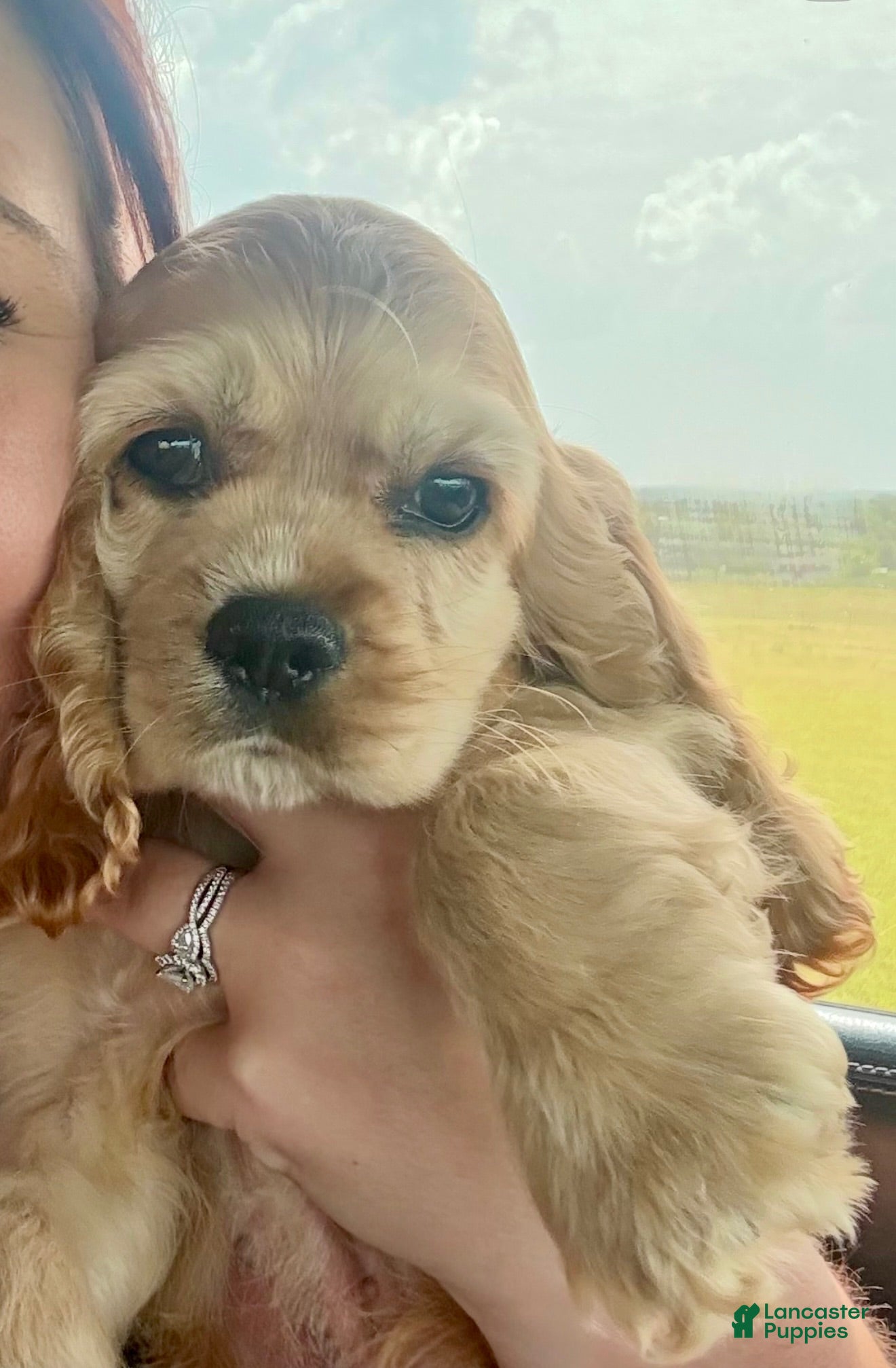 Cocker Spaniel dogs Captain - Ad 1