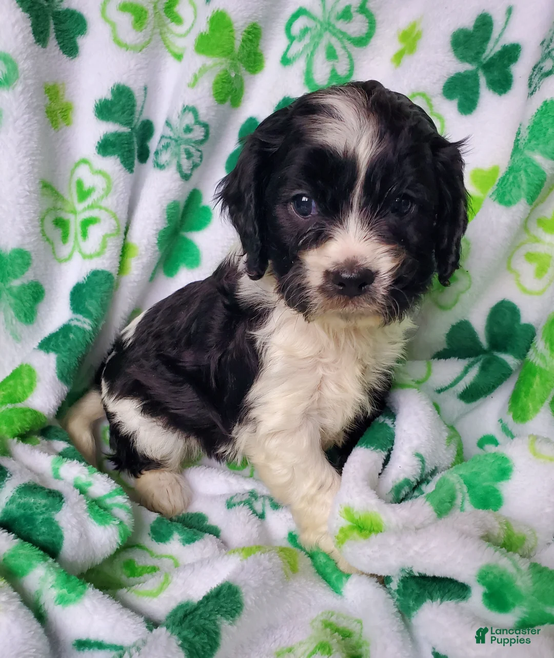 Cavapoo dogs for sale: Dutton - Ad 1