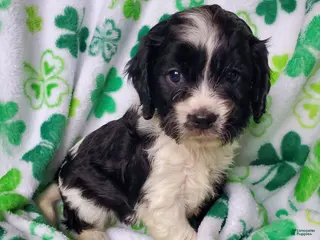 Cavapoo dogs for sale: Dutton - Ad 3