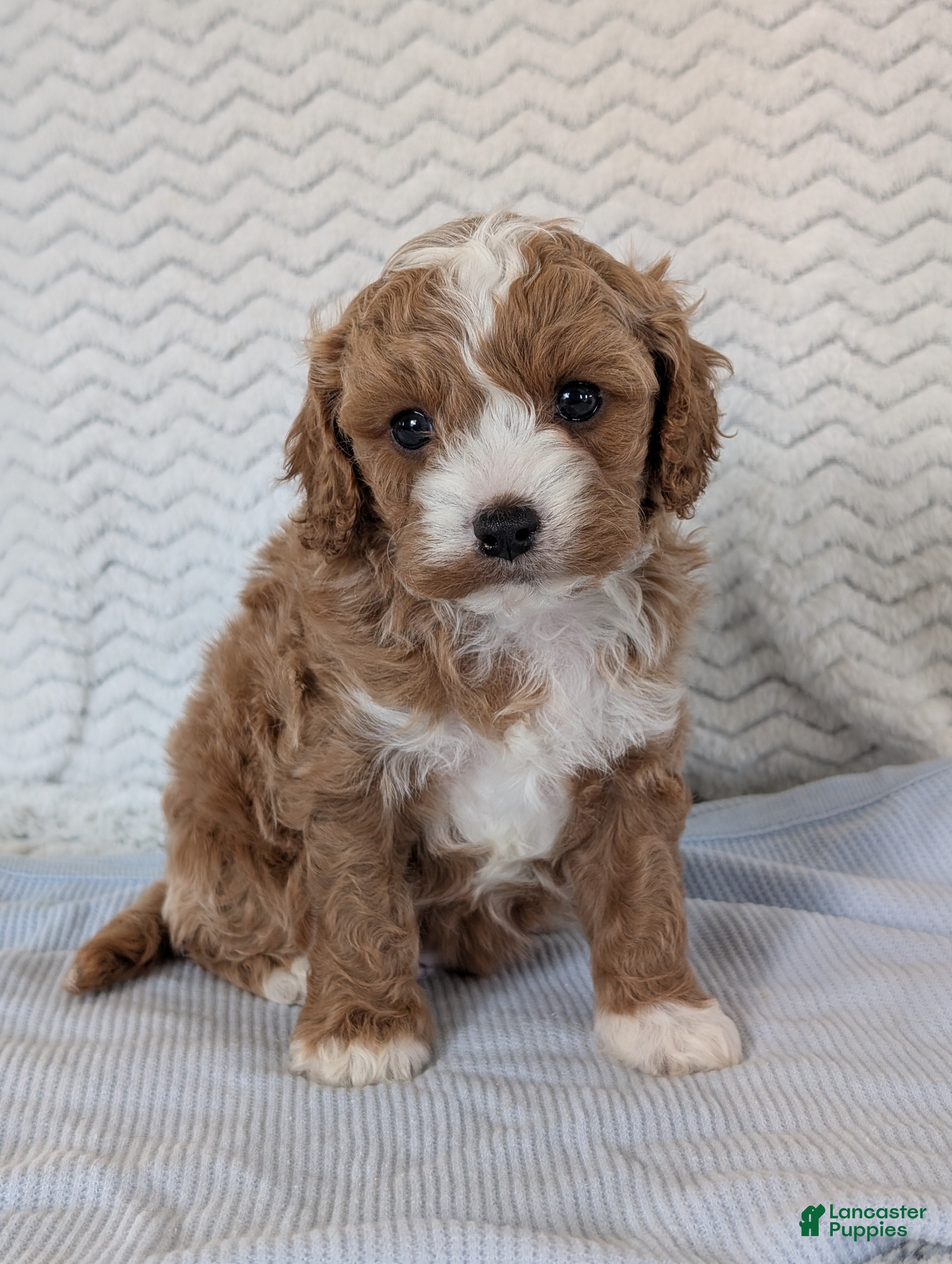 Cavapoo dogs Kody - Ad 2