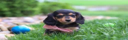 Miniature Dachshund dogs for sale: Barbie - Ad 1