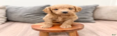 Phoebe