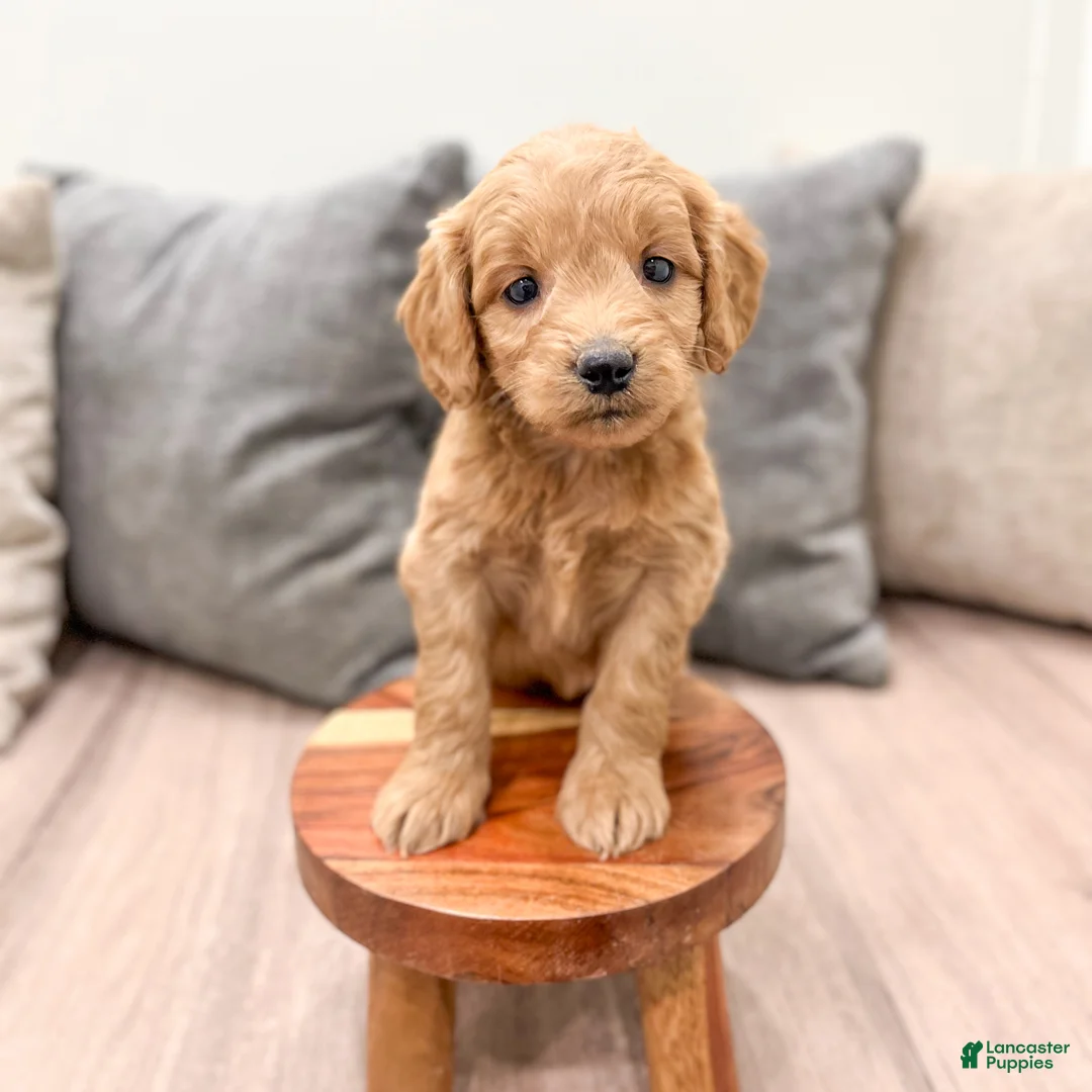 Mini Goldendoodle dogs for sale: Phoebe - Ad 1
