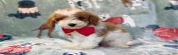 Miniature Poodle dogs for sale: Tater - Ad 8