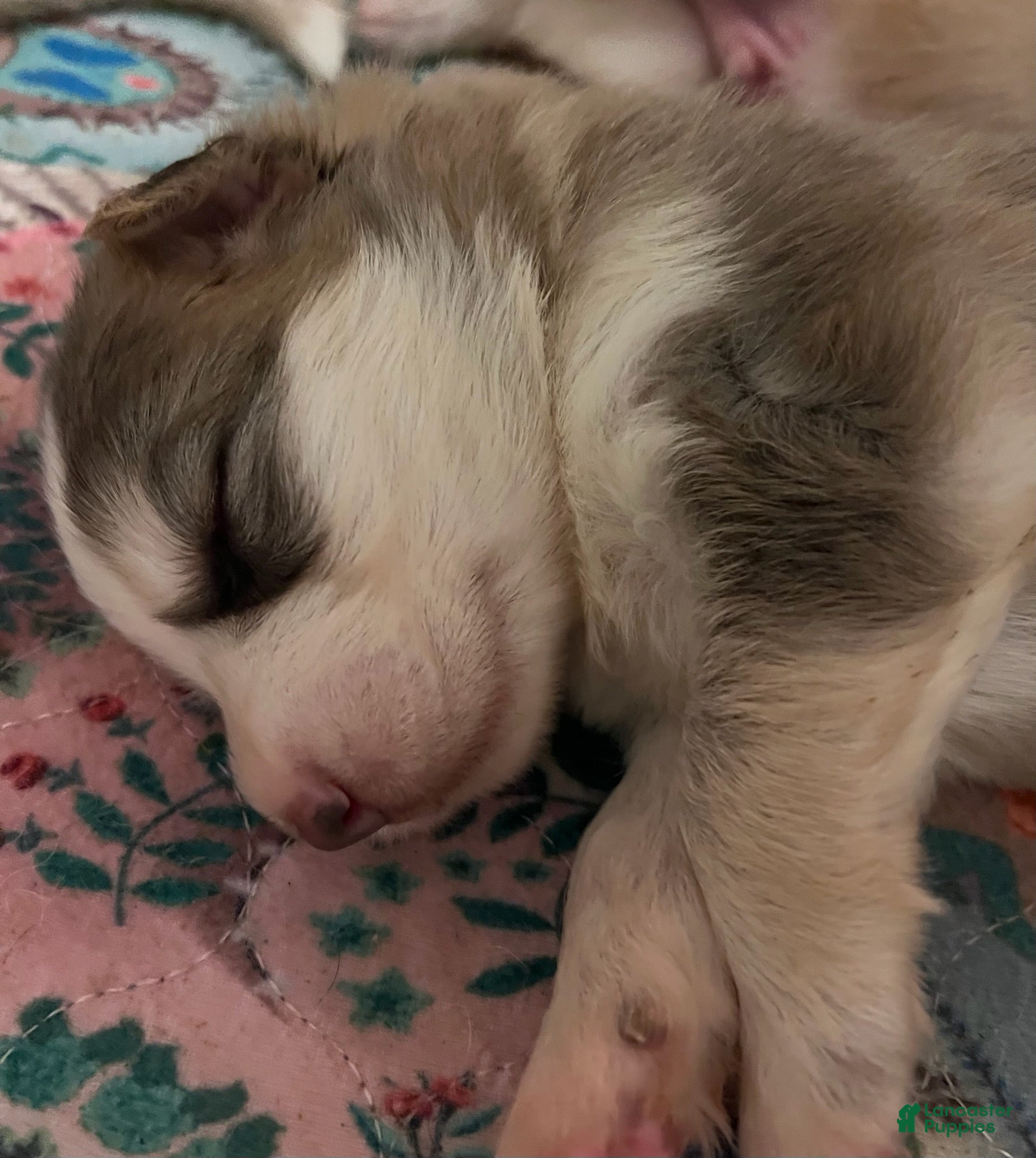 German Shepherd dogs German Shepherd Female (Panda) - Ad 22