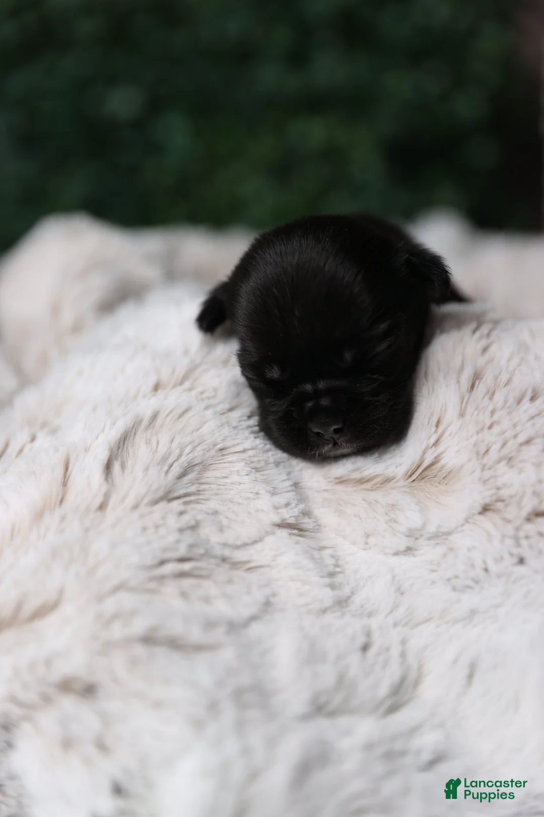 French Bulldog dogs for sale: French Bulldog Puppy 6 - Ad 5