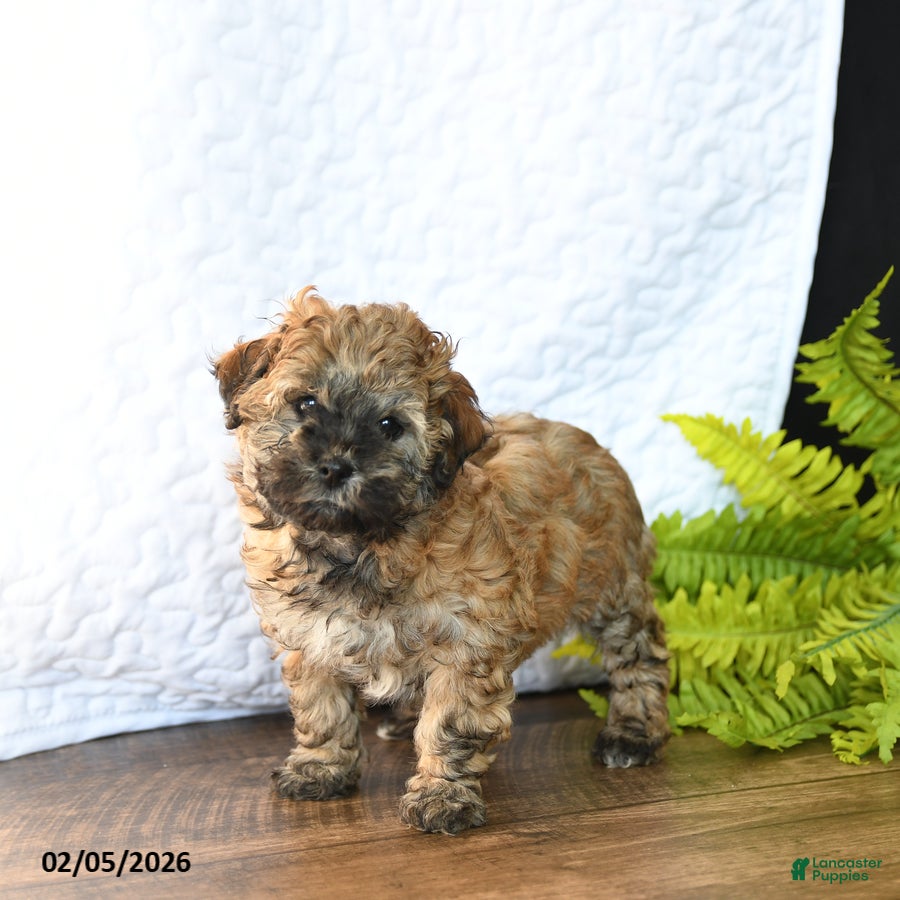 Mixed Breed dogs Cocoa - Ad 2