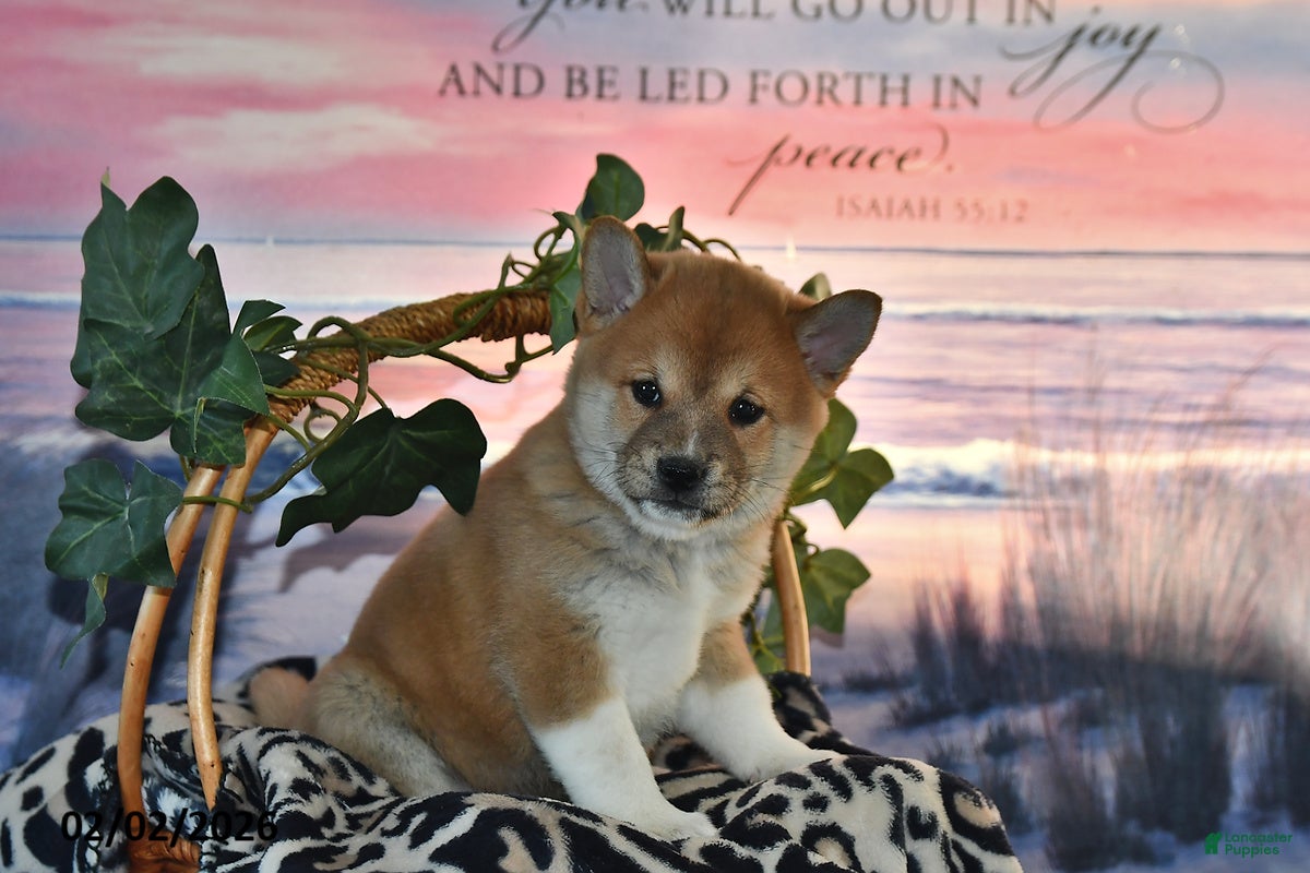 Shiba Inu dogs Anthony - Ad 2