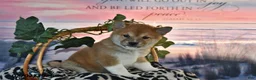 Shiba Inu dogs for sale: Anthony - Ad 2
