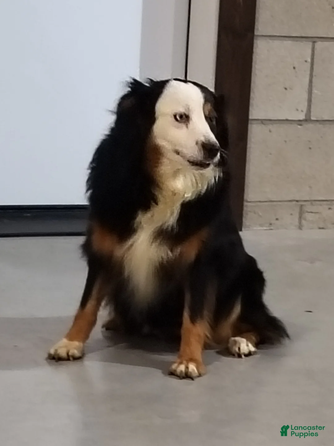 Miniature Australian Shepherd dogs for sale: Lacey - Ad 7