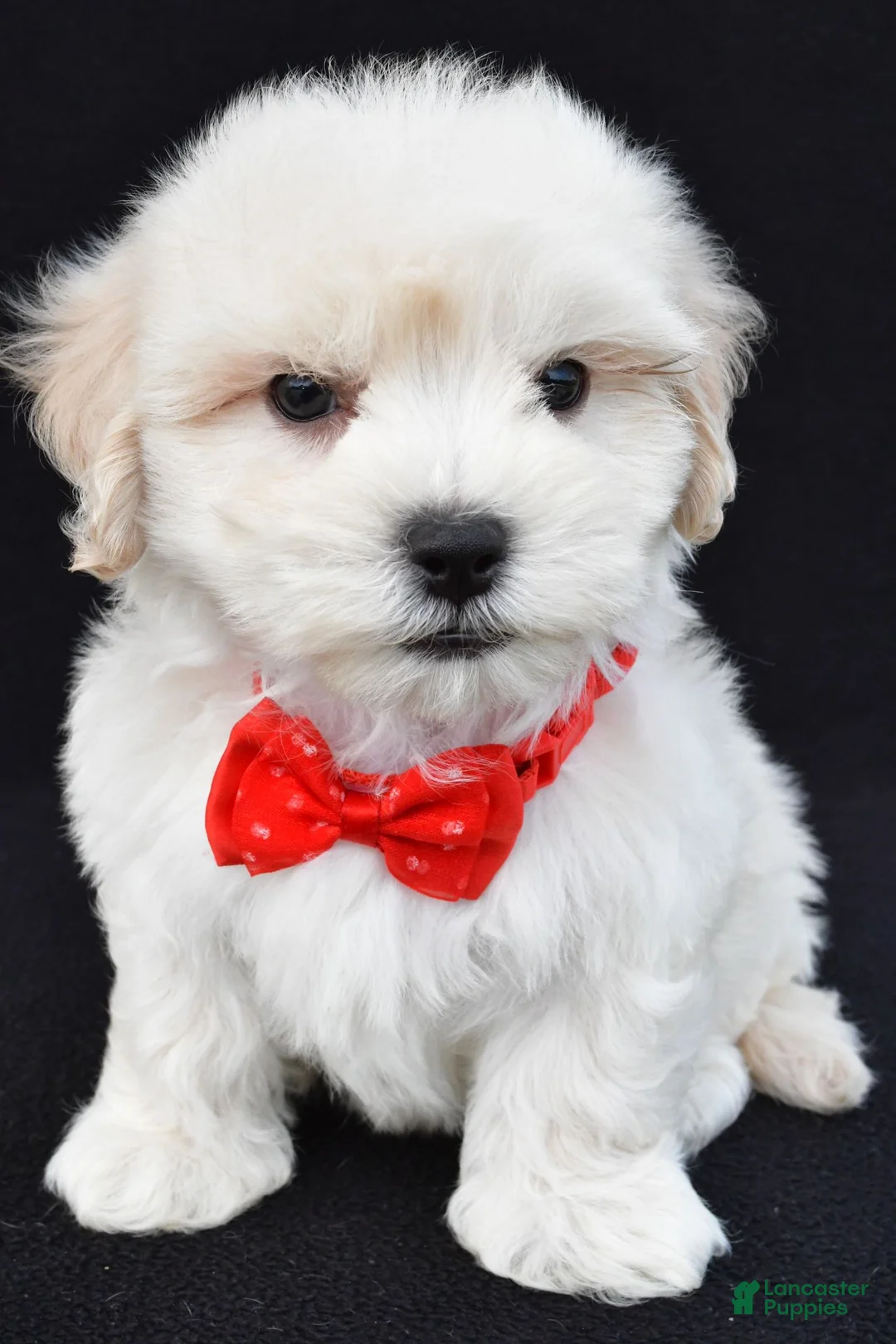 Maltipoo dogs for sale: Tommy - Ad 2