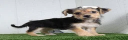 Yochon dogs for sale: Iyla - Ad 2