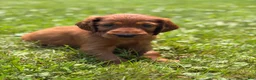 Irish Setter dogs for sale: Dark pink collar  - Ad 2