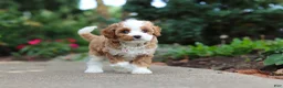 Cavapoo dogs for sale: Dolly - Ad 12