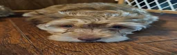 Havapoo dogs for sale: Jordie - Ad 12