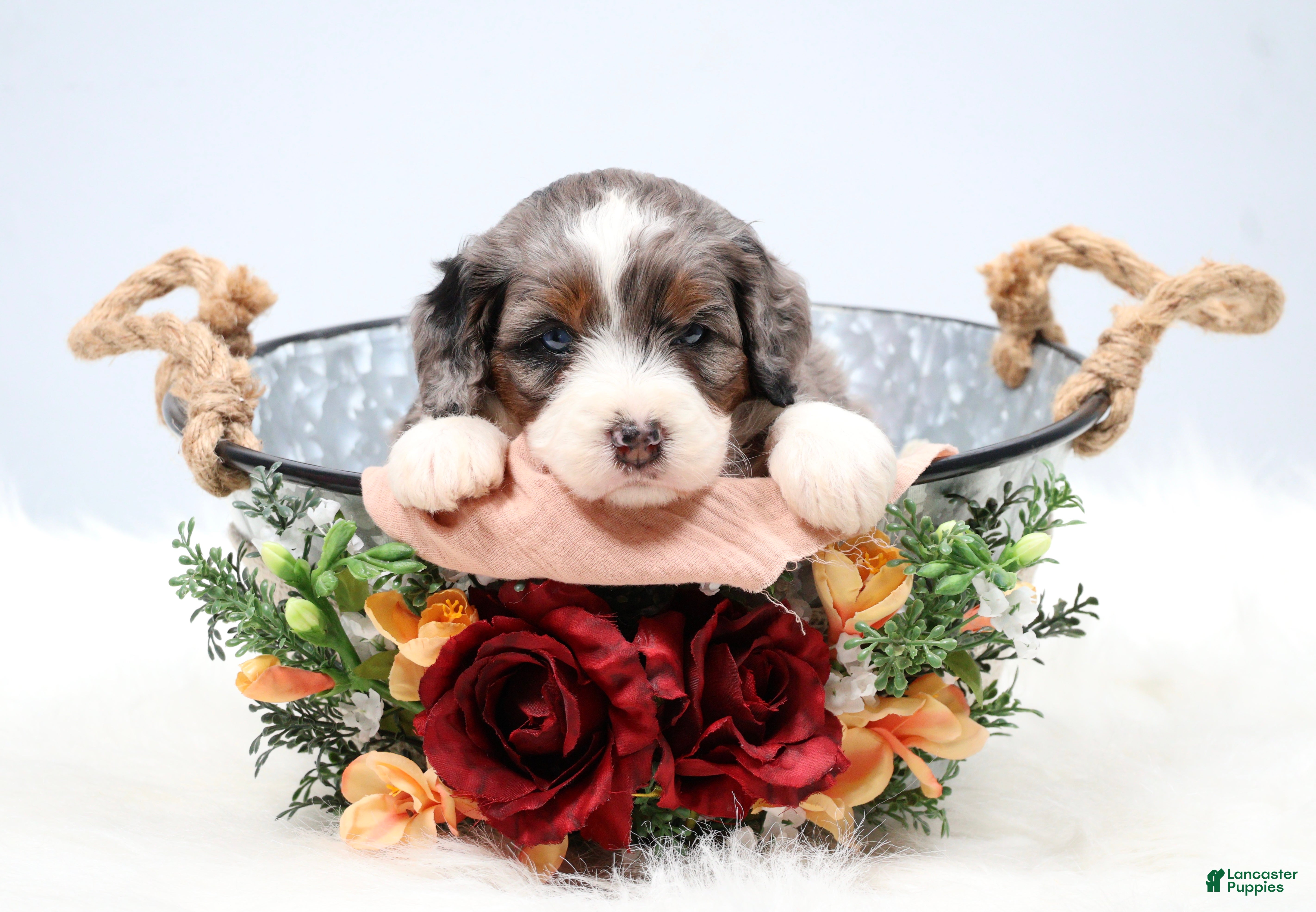 Mini Bernedoodle dogs Flora  - Ad 1